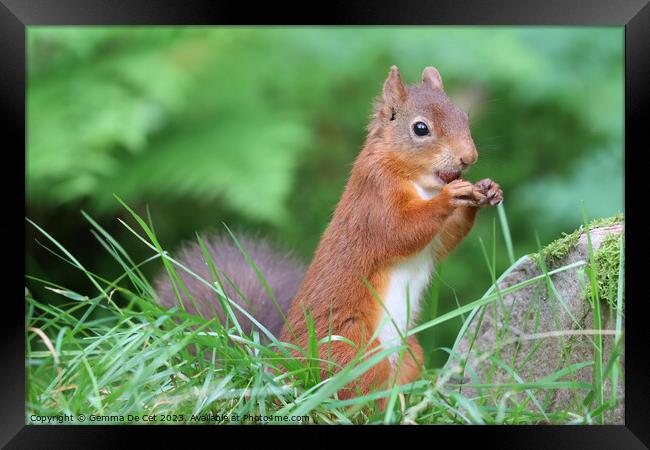 A red squirrel eating a hazelnut  Framed Print by Gemma De Cet