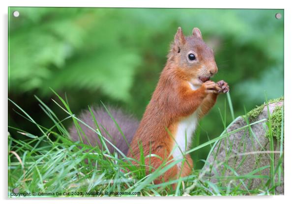 A red squirrel eating a hazelnut  Acrylic by Gemma De Cet