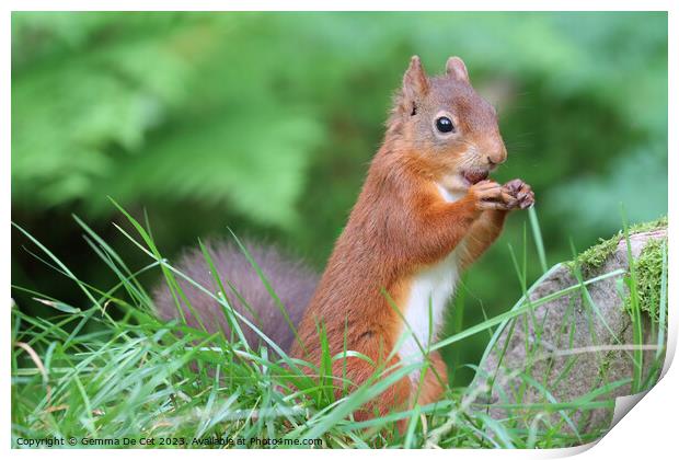 A red squirrel eating a hazelnut  Print by Gemma De Cet