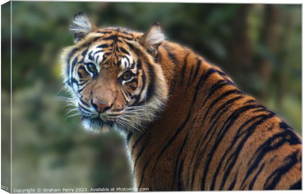 Eye Contact with a Sumatran Tiger Canvas Print by Graham Parry