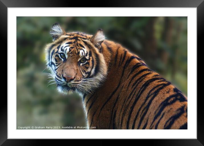 Eye Contact with a Sumatran Tiger Framed Mounted Print by Graham Parry
