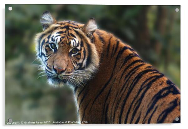 Eye Contact with a Sumatran Tiger Acrylic by Graham Parry