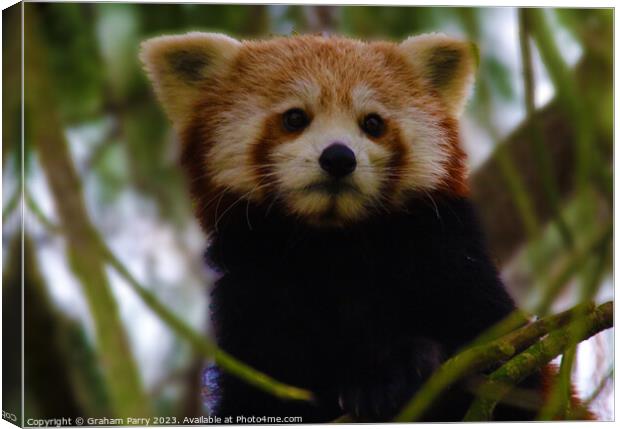 Poised Red Panda: Arboreal Wonder Canvas Print by Graham Parry