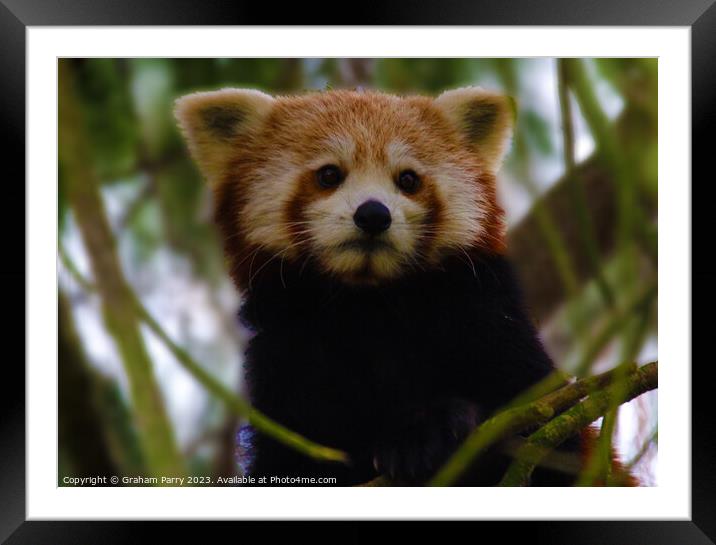 Poised Red Panda: Arboreal Wonder Framed Mounted Print by Graham Parry