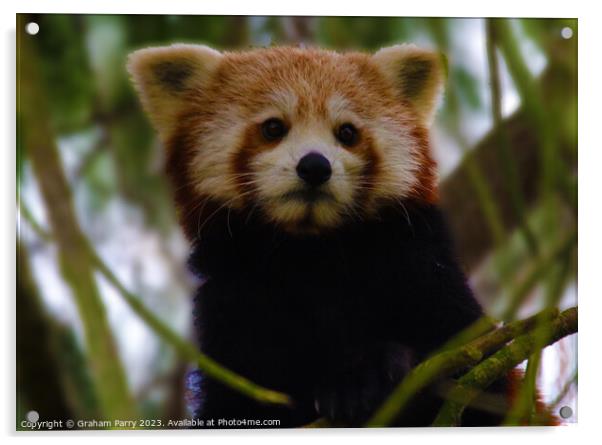 Poised Red Panda: Arboreal Wonder Acrylic by Graham Parry