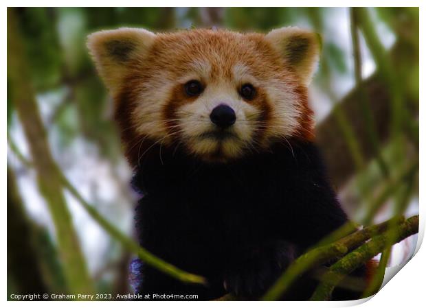 Poised Red Panda: Arboreal Wonder Print by Graham Parry