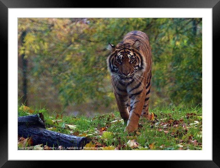 Stare of the Sumatran Titan Framed Mounted Print by Graham Parry