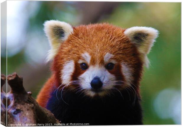 Red Panda's Intimate Foraging Display Canvas Print by Graham Parry