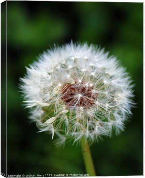 Dandelion's Whispering Seed Heads Canvas Print by Graham Parry
