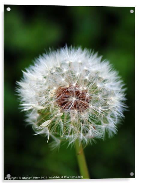 Dandelion's Whispering Seed Heads Acrylic by Graham Parry