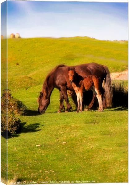 Dartmoor Kinship: Pony and Foal Canvas Print by Stephen Hamer