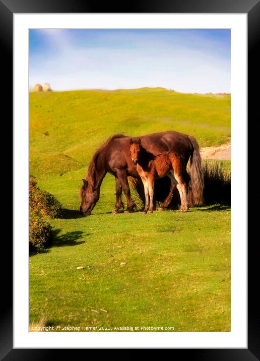 Dartmoor Kinship: Pony and Foal Framed Mounted Print by Stephen Hamer