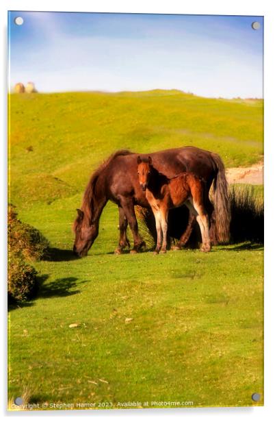 Dartmoor Kinship: Pony and Foal Acrylic by Stephen Hamer