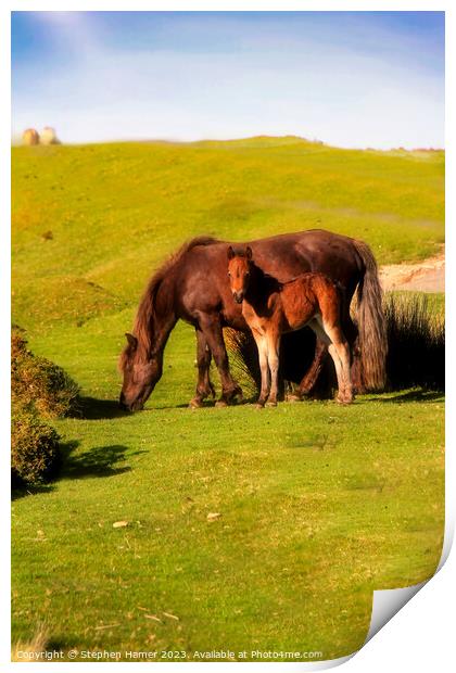 Dartmoor Kinship: Pony and Foal Print by Stephen Hamer
