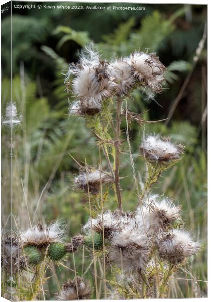 Beauty of the wild thistle  Canvas Print by Kevin White