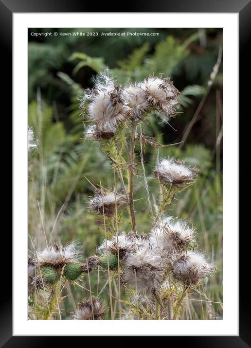 Beauty of the wild thistle  Framed Mounted Print by Kevin White
