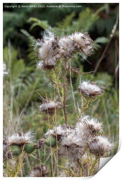 Beauty of the wild thistle  Print by Kevin White