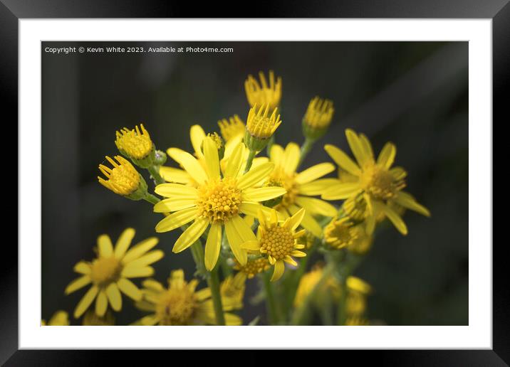 Wild golden ragwort Framed Mounted Print by Kevin White