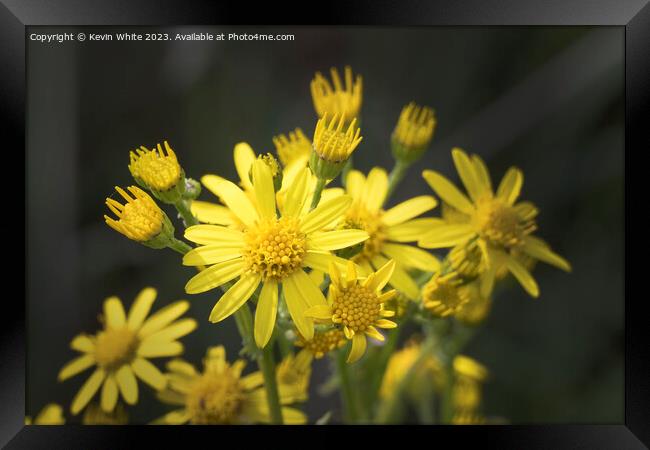 Wild golden ragwort Framed Print by Kevin White