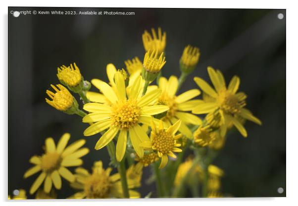 Wild golden ragwort Acrylic by Kevin White