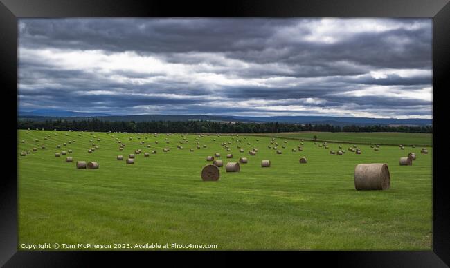 Bountiful Harvest: Sun-Kissed Hay Bales Framed Print by Tom McPherson