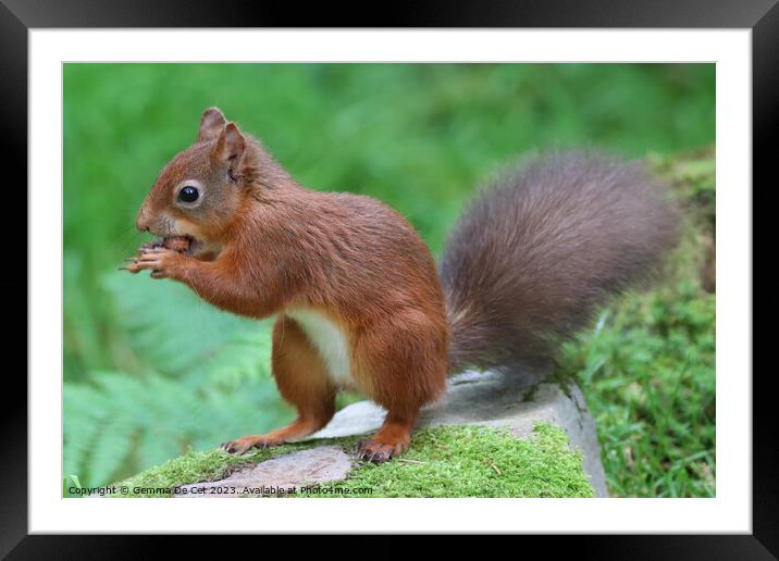 A red squirrel eating a hazelnut  Framed Mounted Print by Gemma De Cet