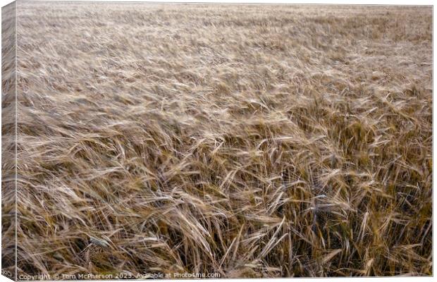 Golden Harvest: Scottish Wheat Field Canvas Print by Tom McPherson