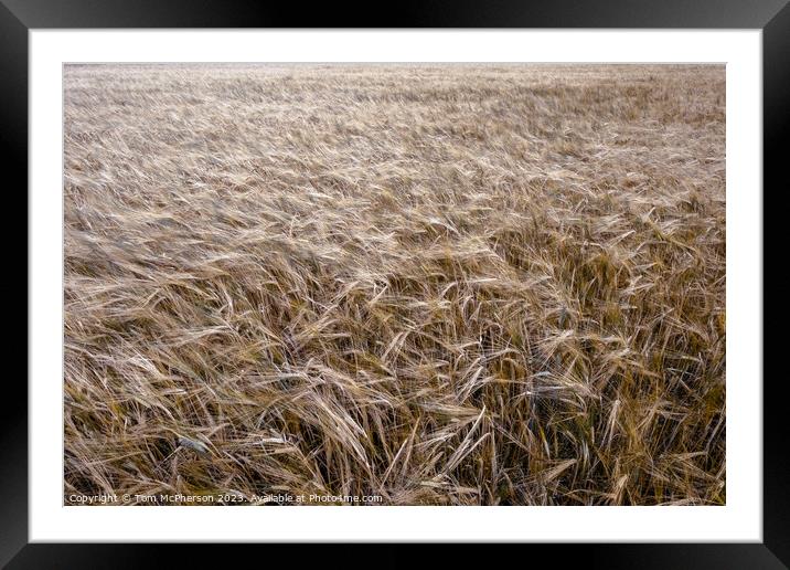 Golden Harvest: Scottish Wheat Field Framed Mounted Print by Tom McPherson