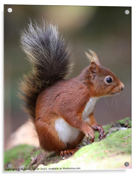 Red Squirrel Portrait  Acrylic by Gemma De Cet