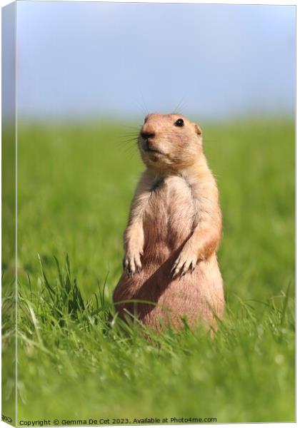 Gopher standing up in a field Canvas Print by Gemma De Cet