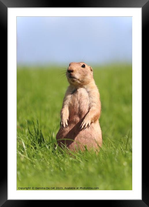 Gopher standing up in a field Framed Mounted Print by Gemma De Cet