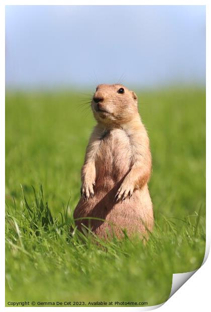 Gopher standing up in a field Print by Gemma De Cet