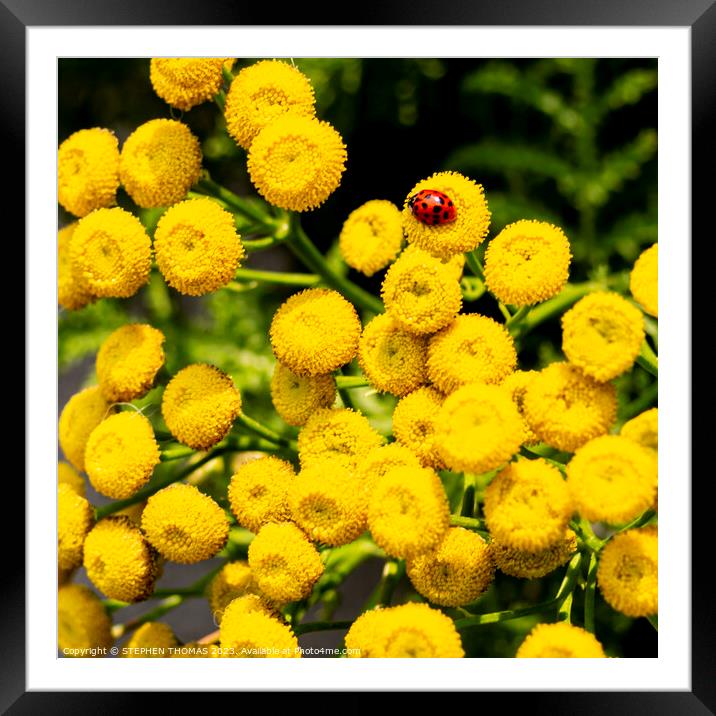 Ladybug On Tansy Flowers Framed Mounted Print by STEPHEN THOMAS