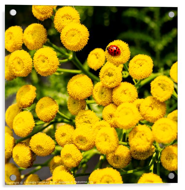 Ladybug On Tansy Flowers Acrylic by STEPHEN THOMAS