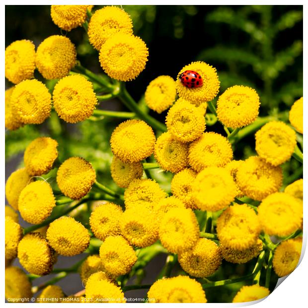 Ladybug On Tansy Flowers Print by STEPHEN THOMAS