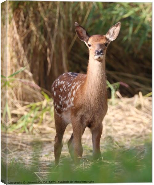 A red deer fawn standing in woodland Canvas Print by Gemma De Cet