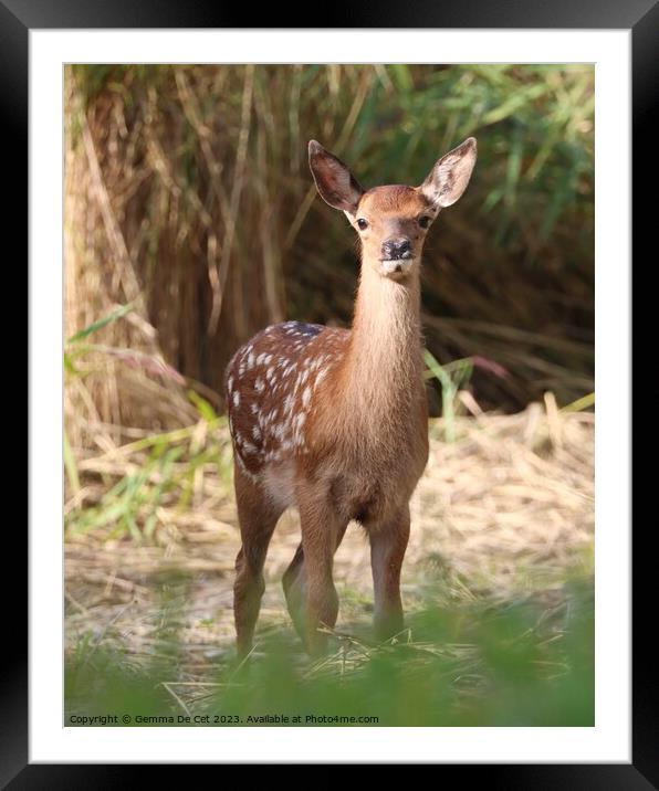 A red deer fawn standing in woodland Framed Mounted Print by Gemma De Cet