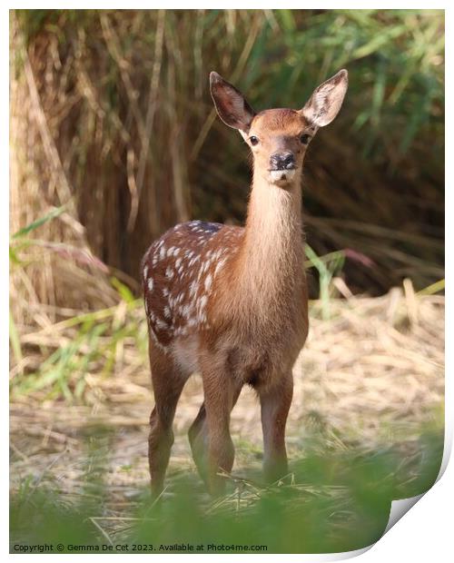 A red deer fawn standing in woodland Print by Gemma De Cet