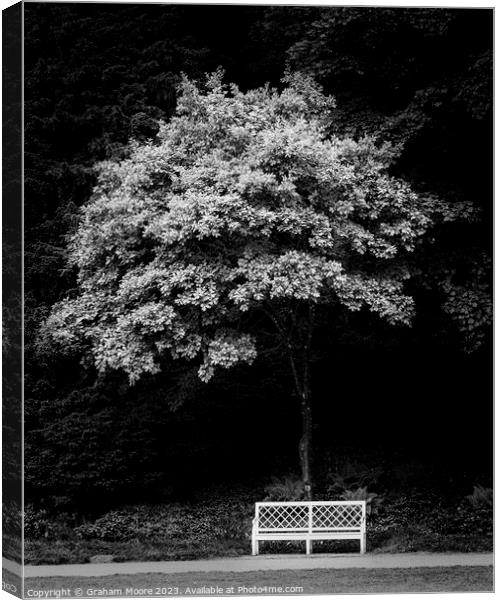 Park bench and tree in parkland Canvas Print by Graham Moore