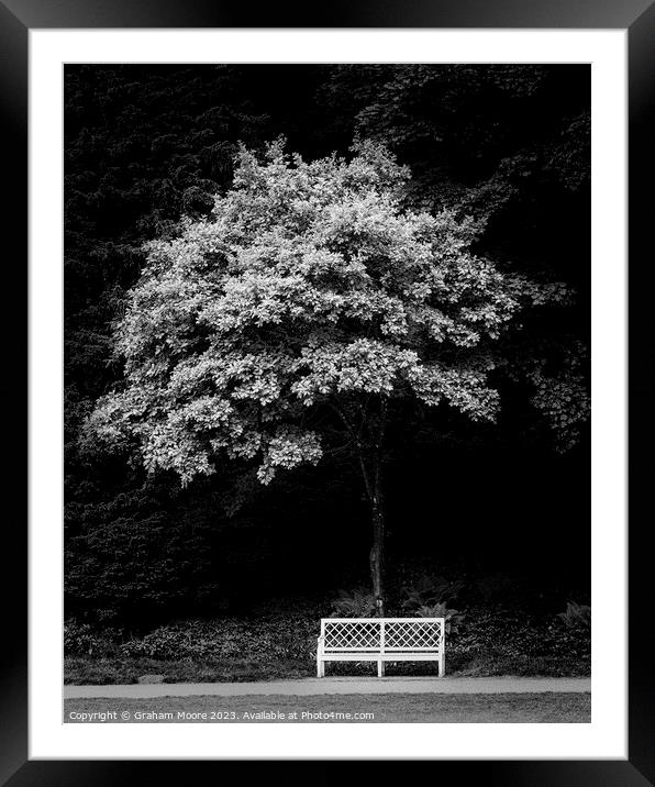 Park bench and tree in parkland Framed Mounted Print by Graham Moore