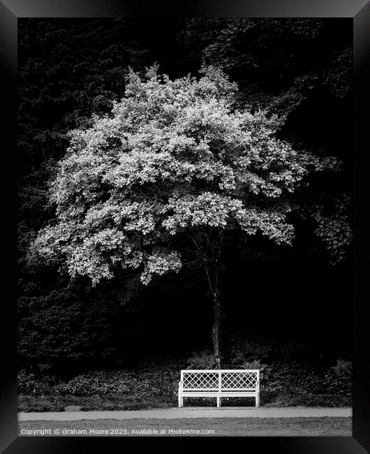 Park bench and tree in parkland Framed Print by Graham Moore