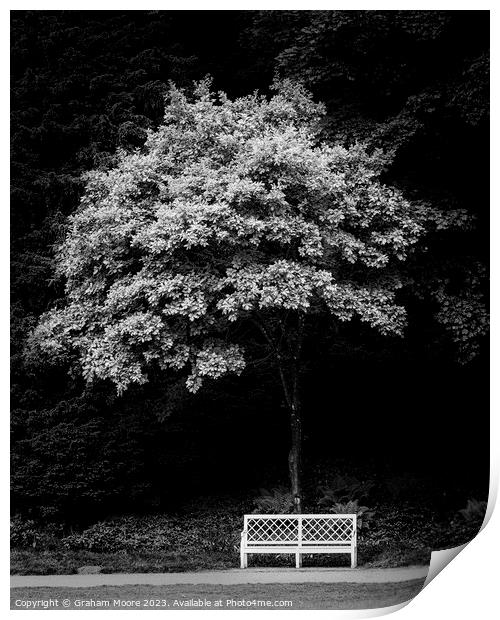 Park bench and tree in parkland Print by Graham Moore