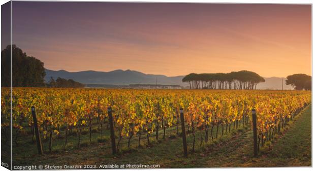 Bolgheri vineyard and pine trees at sunrise. Tuscany Canvas Print by Stefano Orazzini