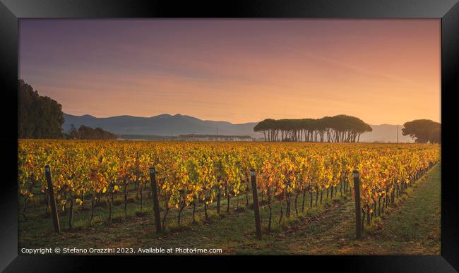 Bolgheri vineyard and pine trees at sunrise. Tuscany Framed Print by Stefano Orazzini