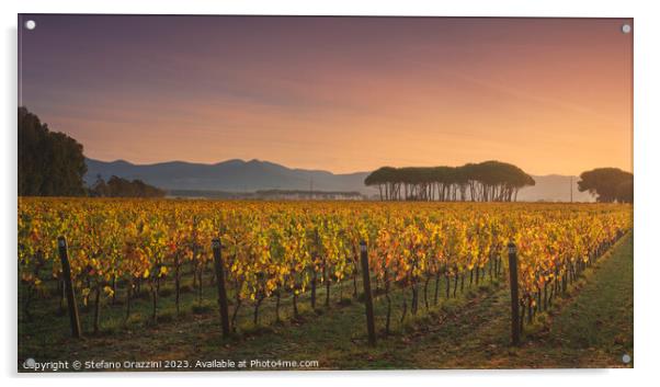 Bolgheri vineyard and pine trees at sunrise. Tuscany Acrylic by Stefano Orazzini