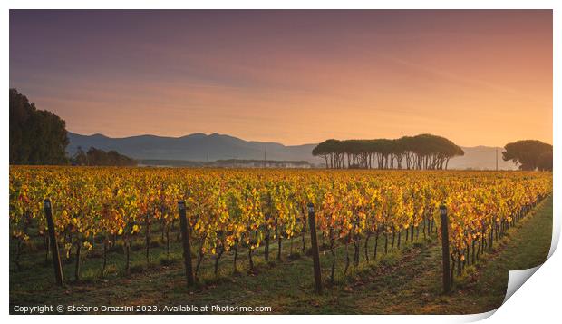 Bolgheri vineyard and pine trees at sunrise. Tuscany Print by Stefano Orazzini