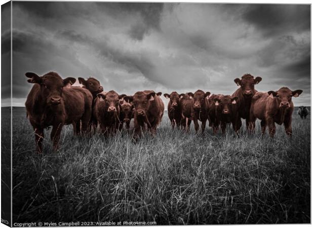 Enquizative Calfs Canvas Print by Myles Campbell