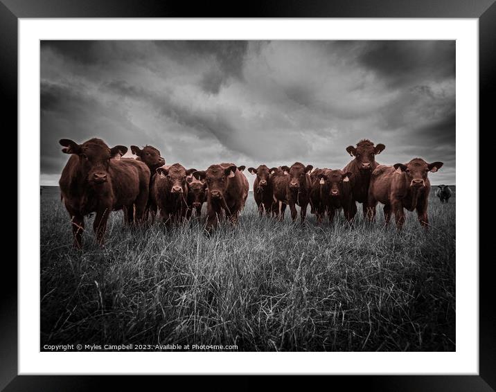Enquizative Calfs Framed Mounted Print by Myles Campbell