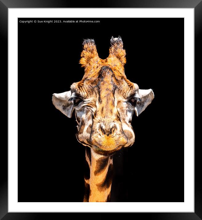 Portrait of a Giraffe Framed Mounted Print by Sue Knight
