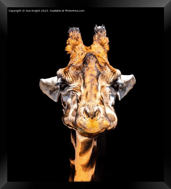Portrait of a Giraffe Framed Print by Sue Knight